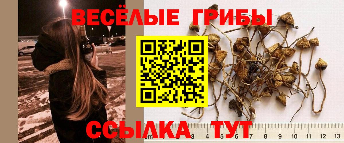 Усть-Илимск  Галлюциногенные грибы MAGIC MUSHROOMS  цены наркотик  Вход с VPN 